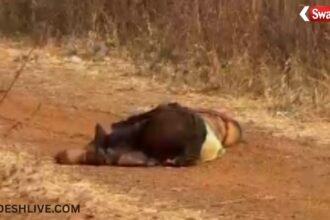 Raipur Murder Mystery