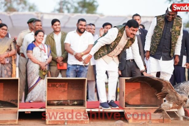 Vulture conservation MP