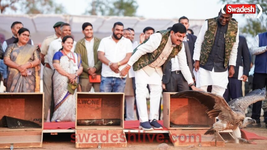 Vulture conservation MP