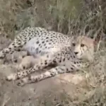 Madhya Pradesh Cheetah