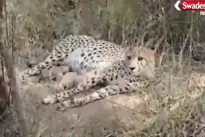Madhya Pradesh Cheetah