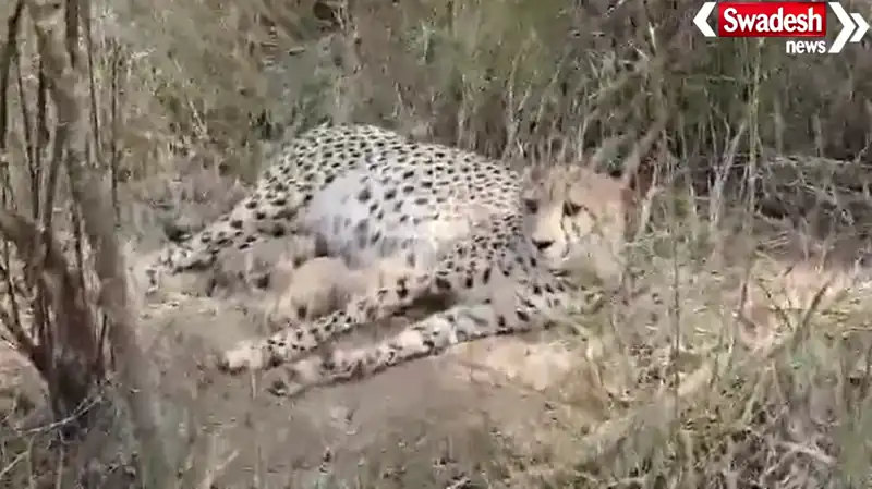 Madhya Pradesh Cheetah