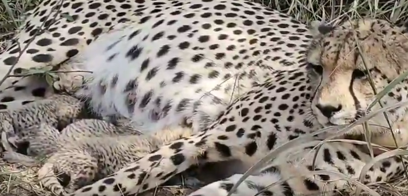 Madhya Pradesh Cheetah