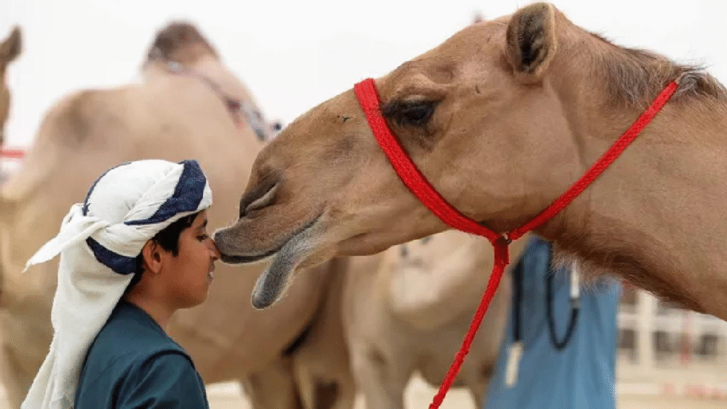 Saudi Camel Passport