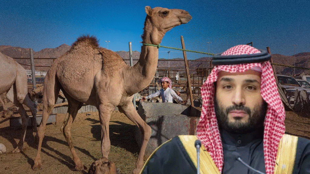Saudi Camel Passport