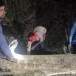 Illegal Timber Cutting