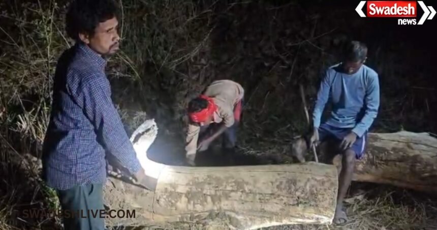 Illegal Timber Cutting