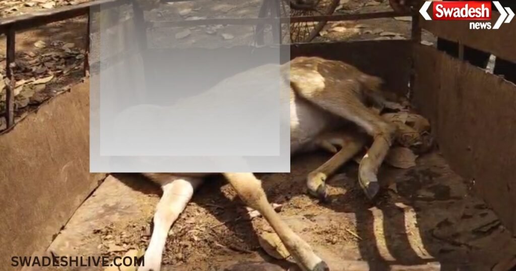 Ambikapur Deer Death Case