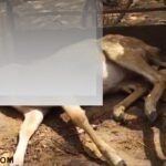 Ambikapur Deer Death Case