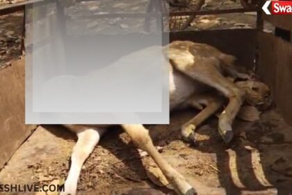 Ambikapur Road Accident