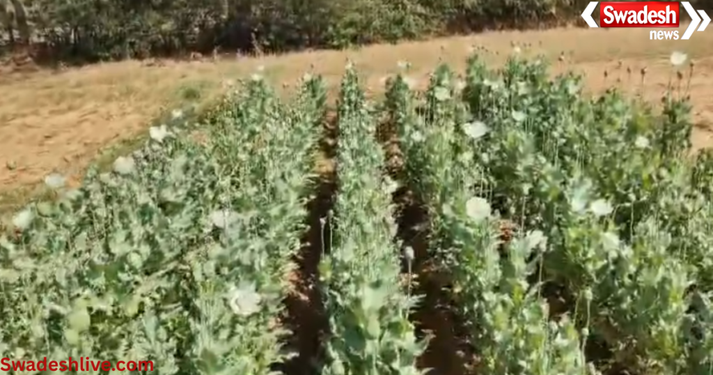 illegal opium farming