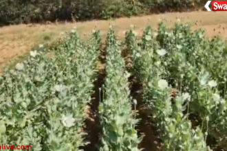 illegal opium farming