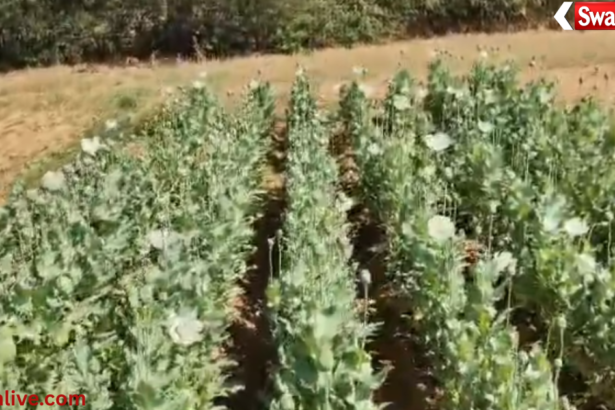 illegal opium farming