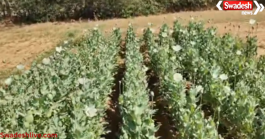 illegal opium farming