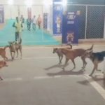 Ambikapur National Tribal Games