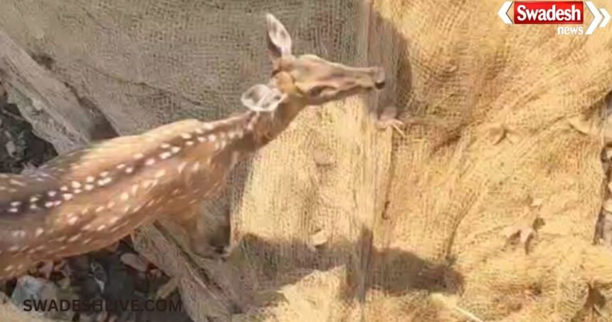 Deer Rescue
