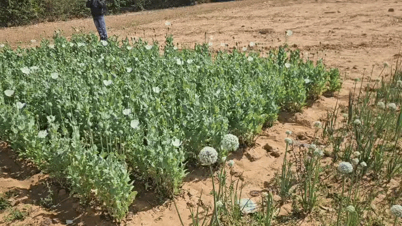 Raigarh Opium Farming Crackdown