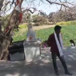 Water From Peepal tree