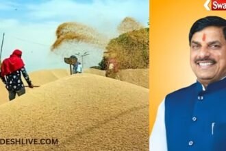 mp-news-wheat-msp-news