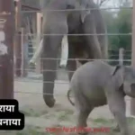 Baby Elephant linh-mai-viral-story-mother-rejects