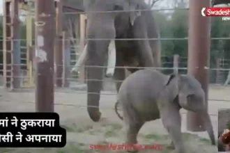 Baby Elephant linh-mai-viral-story-mother-rejects