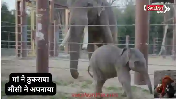 Baby Elephant linh-mai-viral-story-mother-rejects