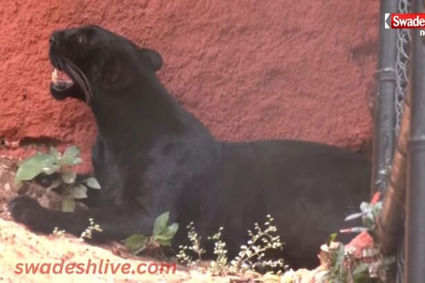Black Panther Returns vizag-zoo-after-40-years
