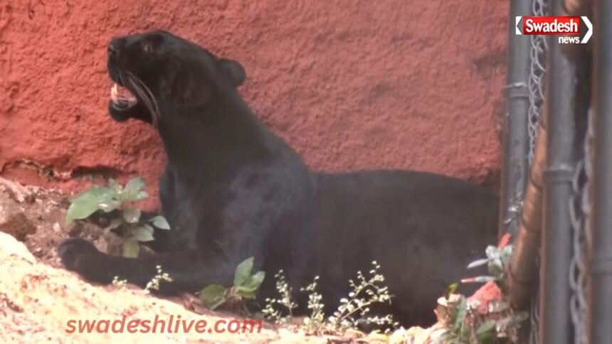 Black Panther Returns vizag-zoo-after-40-years