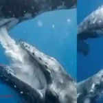BlueWhale feeding-baby-milk-underwater-viral-video