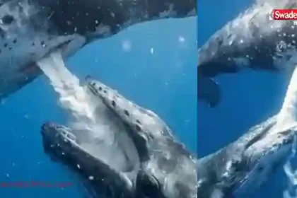 BlueWhale feeding-baby-milk-underwater-viral-video