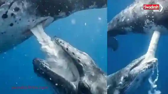 BlueWhale feeding-baby-milk-underwater-viral-video