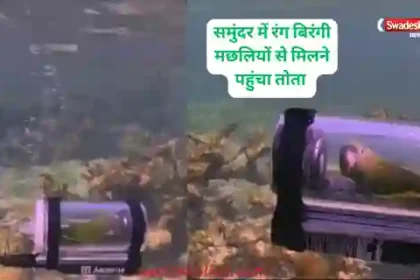 KhabarZaraHatke parrot-submarine-viral-video-bebe-underwater-adventure