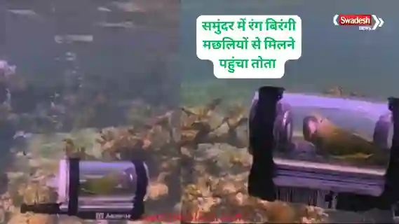 KhabarZaraHatke parrot-submarine-viral-video-bebe-underwater-adventure