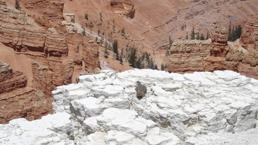 CedarBreaks_swadesh news 02