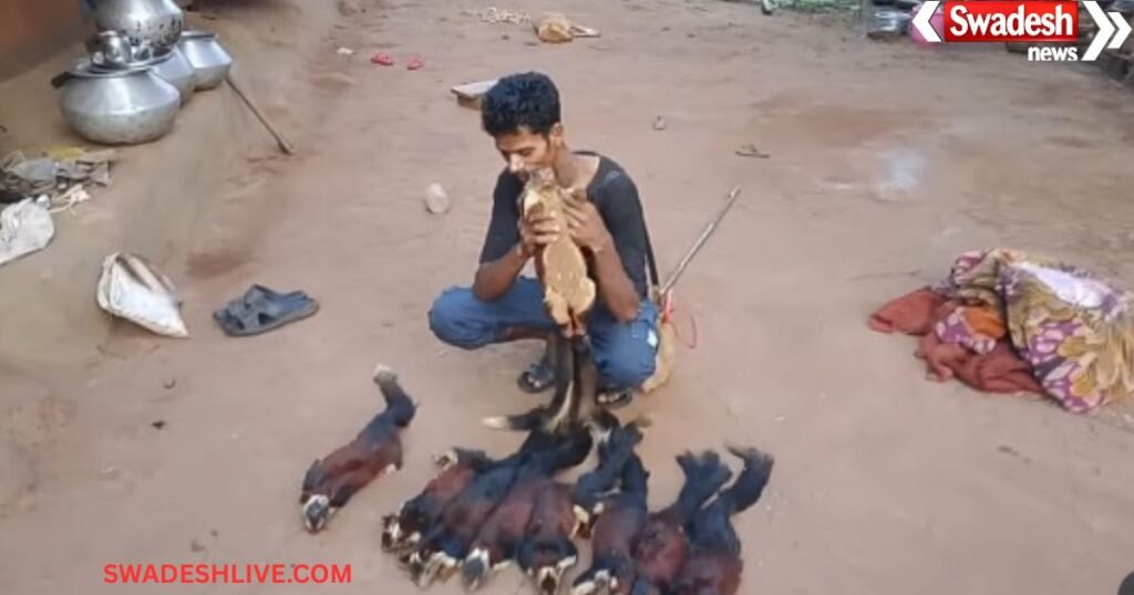 Wildlife Crime India