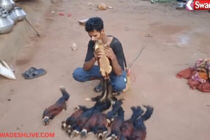 Wildlife Crime India