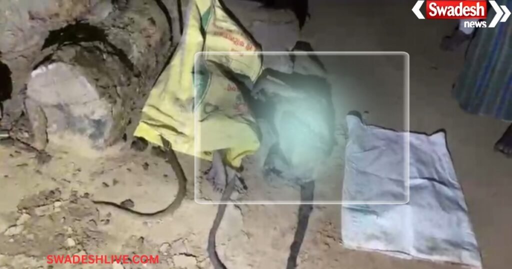 Animal Cruelty Case