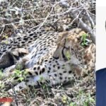 Cheetah Conservation Dr Mohan Yadav Kuno cheetah cubs