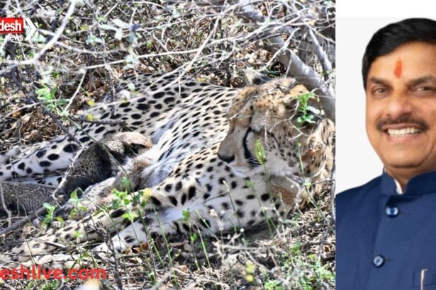 Cheetah Conservation Dr Mohan Yadav Kuno cheetah cubs