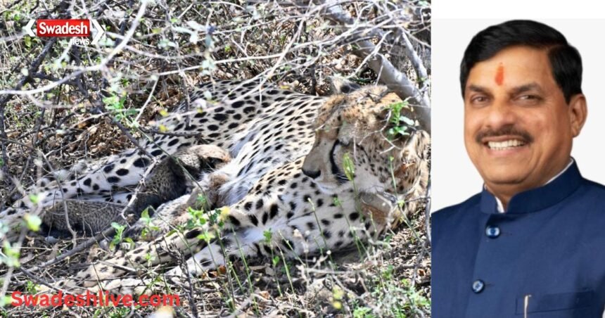 Cheetah Conservation Dr Mohan Yadav Kuno cheetah cubs