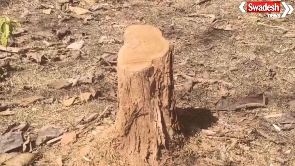 Illegal Tree Cutting