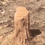 Illegal Tree Cutting