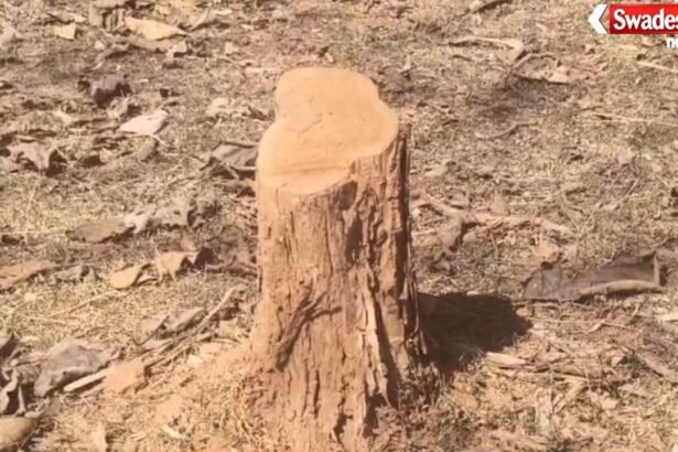 Illegal Tree Cutting