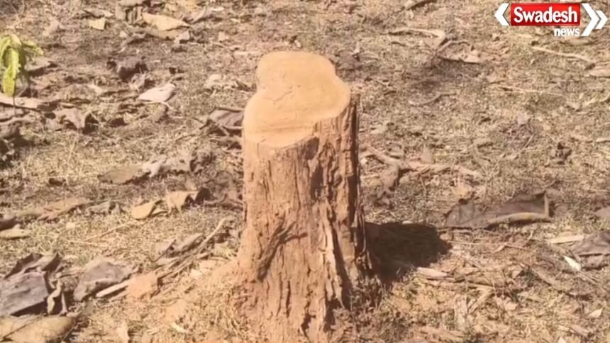 Illegal Tree Cutting