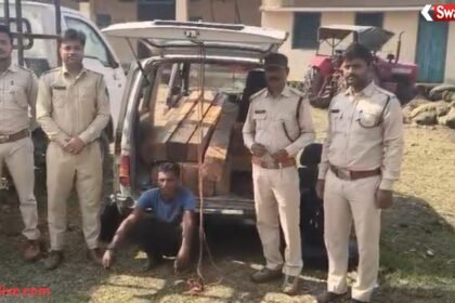 Korea Forest Smuggling