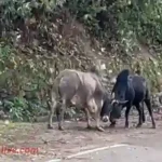 Stray Cattle Terror pauri-uK municipality special drive 2026