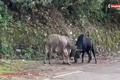 Stray Cattle Terror pauri-uK municipality special drive 2026