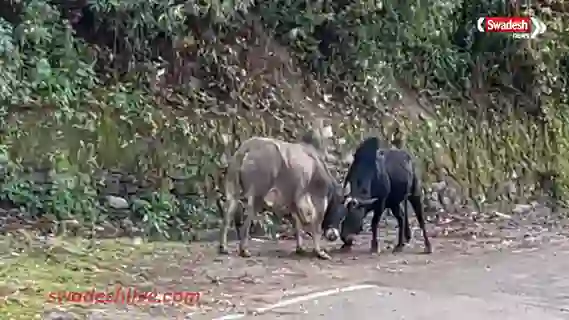 Stray Cattle Terror pauri-uK municipality special drive 2026