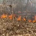 https://swadeshlive.com/koriya-forest-fire-teak-plantation/