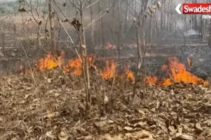 https://swadeshlive.com/koriya-forest-fire-teak-plantation/